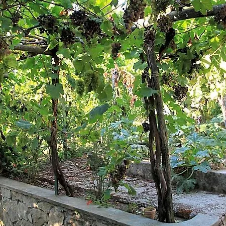 Frühstückspension Il Grappolo Anacapri (Isola di Capri)