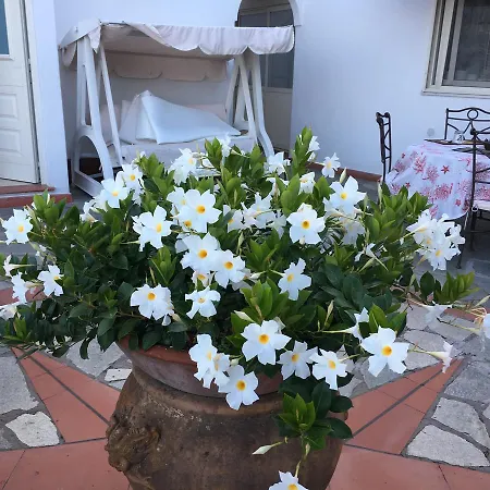 Frühstückspension Il Grappolo Anacapri (Isola di Capri)