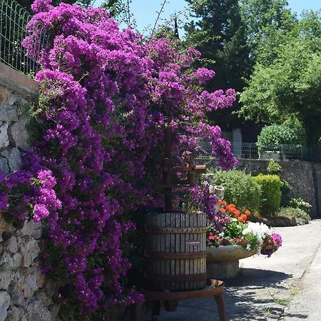 Il Grappolo Anacapri (Isola di Capri)