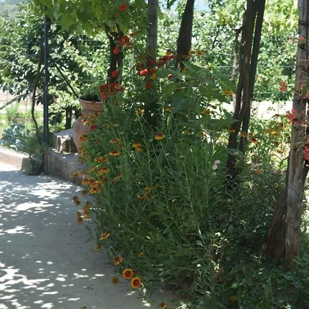 Il Grappolo Anacapri (Isola di Capri)