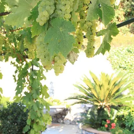 Il Grappolo Anacapri (Isola di Capri)