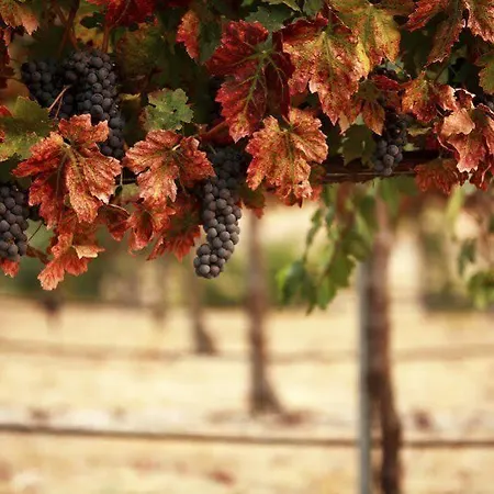 Il Grappolo Oda ve Kahvaltı